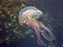 Jelly Fish off Cirkewwa reef Malta. by Ian Palmer 